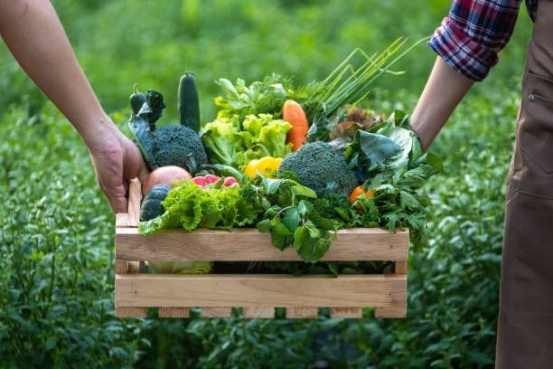 Food as Medicine: How Fruits from Maharshi Farms Support Health and Healing