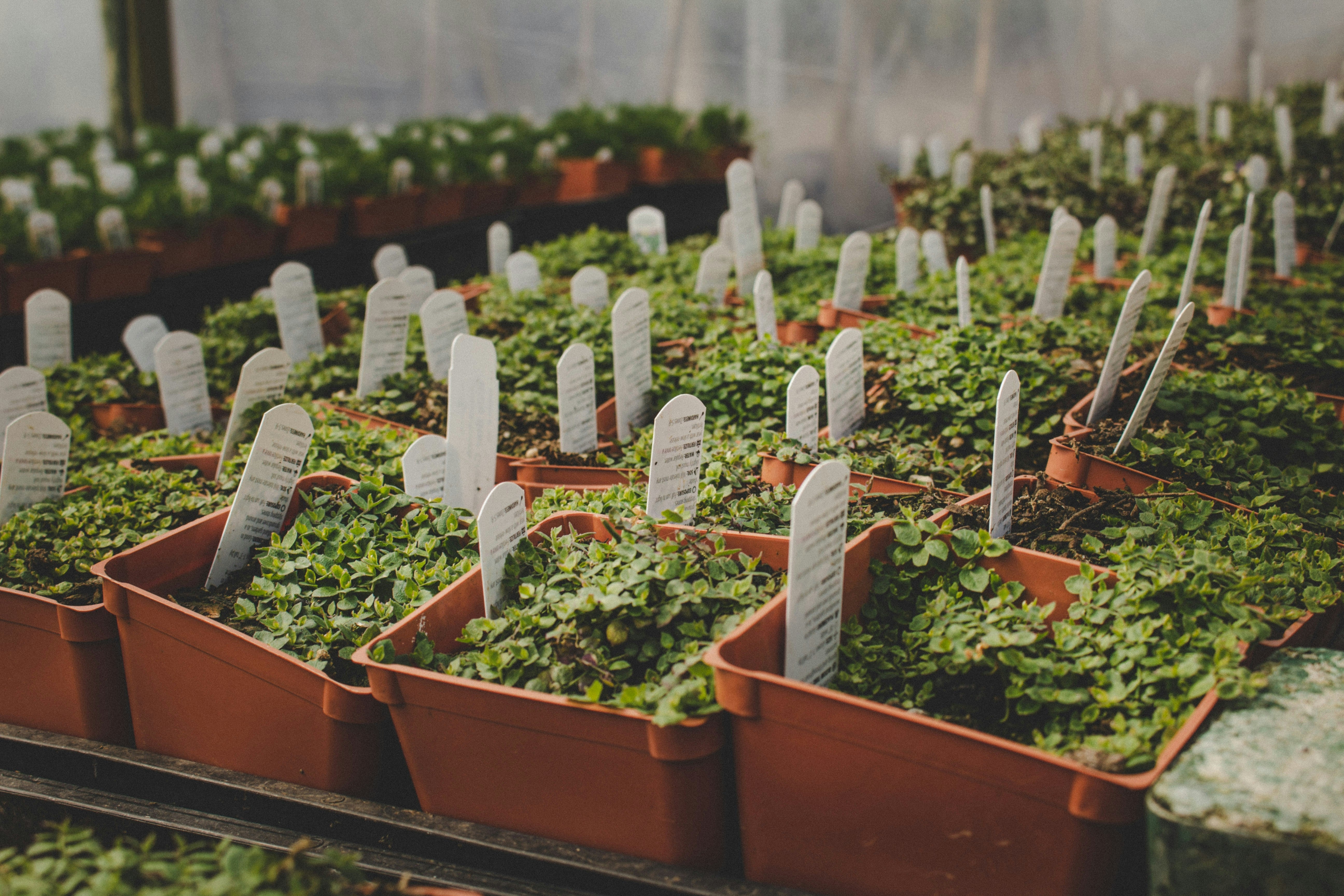 Nursery Plants